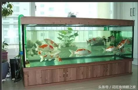 房間養魚風水